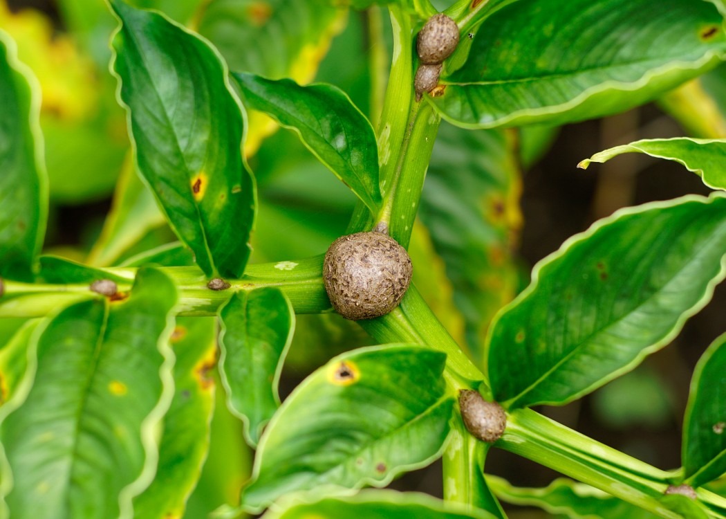 Medvice Exportama Jaya Photo Product 6